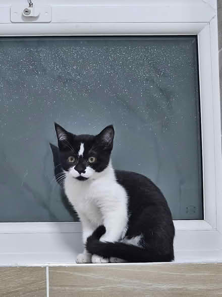 Photo of Kitten things (Finchley N32) #1