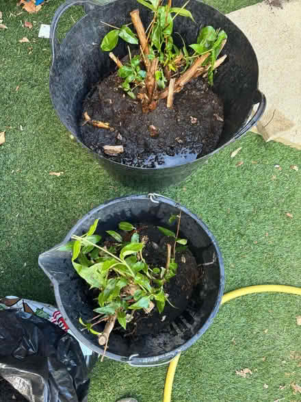 Photo of free Two honeysuckle plants (West End GU24) #1