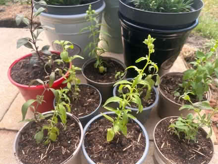 Photo of free Snap dragon plants 🌱 (Garston L19) #1