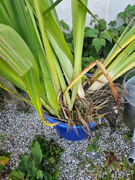 Photo of free Pond plants (St Just TR19) #1