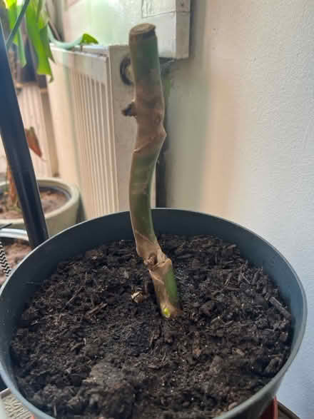 Photo of free Monstera cuttings (Wilbury avenue BN3) #1