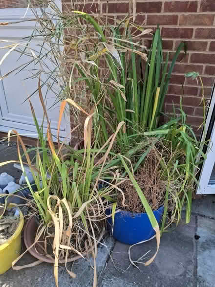 Photo of free Pond plants (Benhall GL51) #1