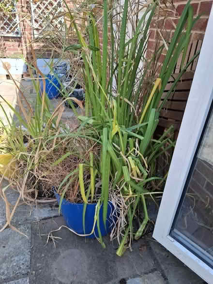 Photo of free Pond plants (Benhall GL51) #2