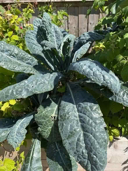 Photo of free Cavalo Nero (black kale) seeds (Gleneagles area, Wboro NN8) #1