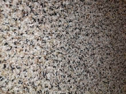 Photo of free Carpet and Padding (94015) #1