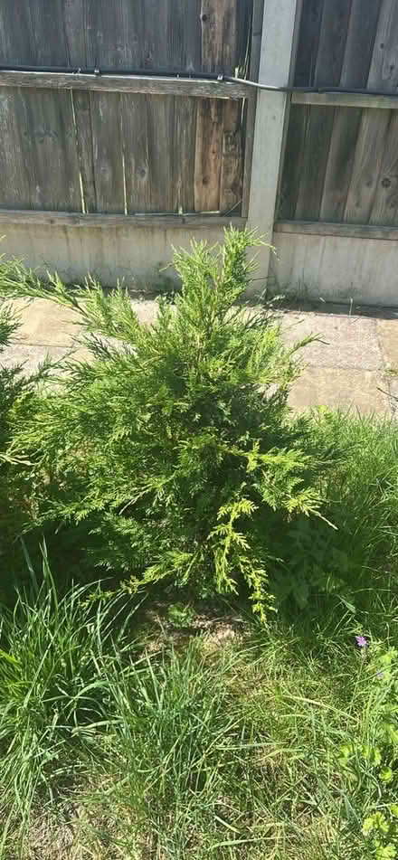 Photo of free Fir tree (LU5) #2