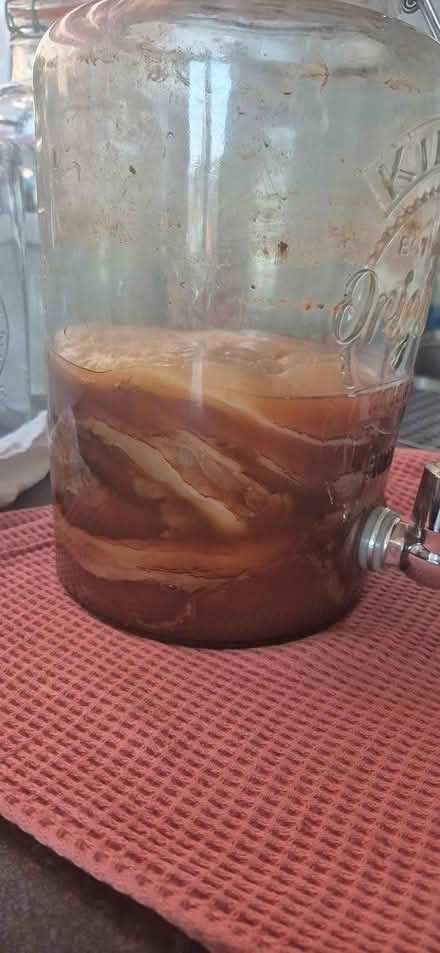 Photo of free Scoby - Kombucha Starter (Upney) #1