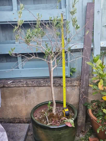 Photo of free Olive tree (Lea Industrial Estate AL5) #1