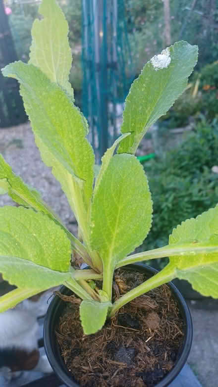 Photo of free Foxglove plants (TA14 6QW stoke sub hamdon) #1