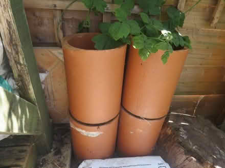 Photo of free 4 x clay pipes (Springbourne BH1) #1