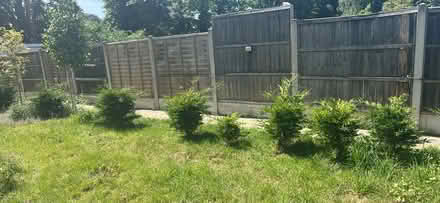Photo of free Fir tree (LU5) #3