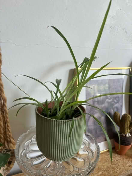 Photo of free Spider plant (Wilbury avenue BN3) #2