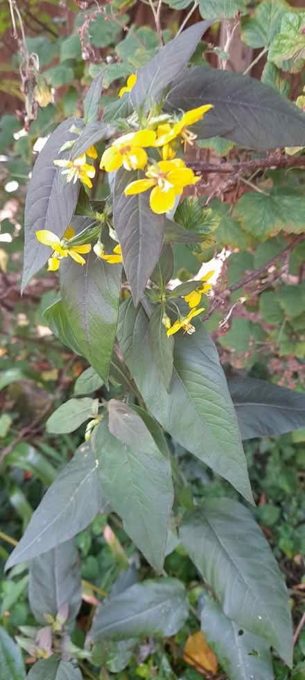Photo of free Fringed Loosestrife plants (ST17 Baswich, Stafford) #1