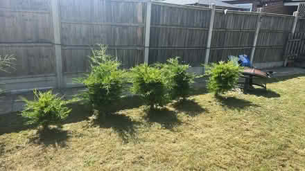 Photo of free Fir tree (LU5) #1