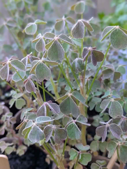 Photo of free Oca (Oxalis tuberosa) plants (Hillsborough S6) #3