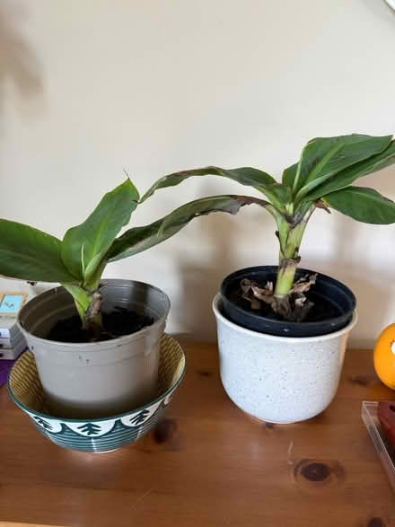 Photo of free Two banana plants (East Grinstead - Sunnyside) #1