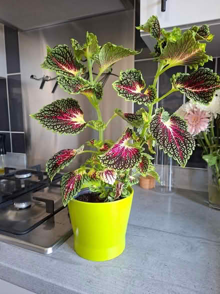 Photo of free House Plant (DE11) #1