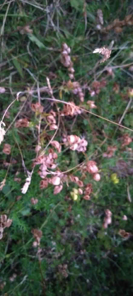 Photo of free Yellow Rattle Seeds (Kennington OX1) #1