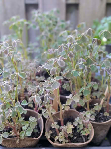 Photo of free Oca (Oxalis tuberosa) plants (Hillsborough S6) #2
