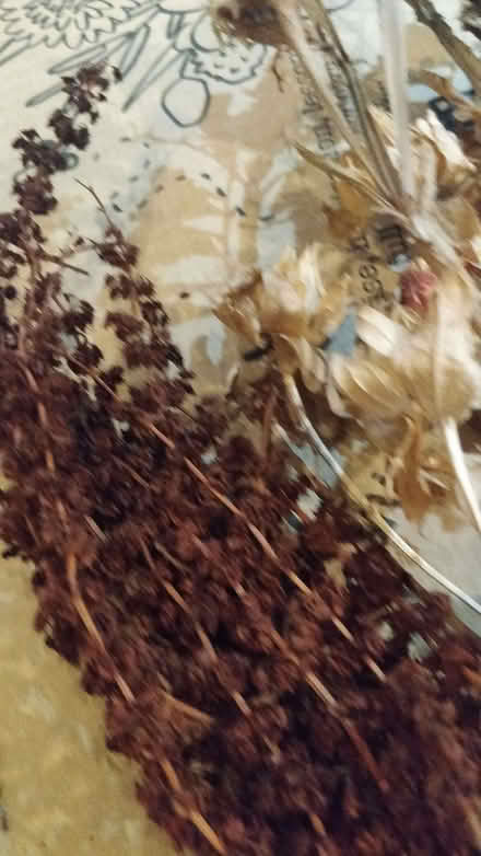 Photo of free Dried flowers (Tupsley HR1) #1