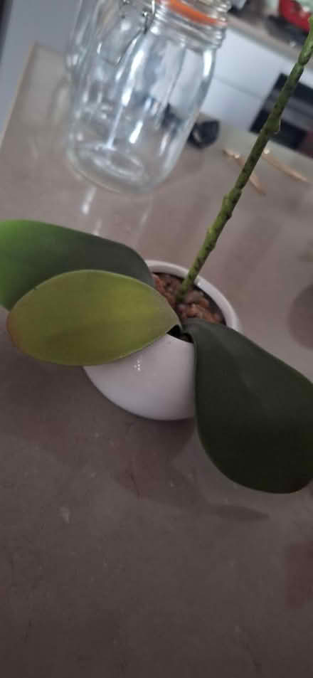 Photo of free Fake plant (TW8) #2