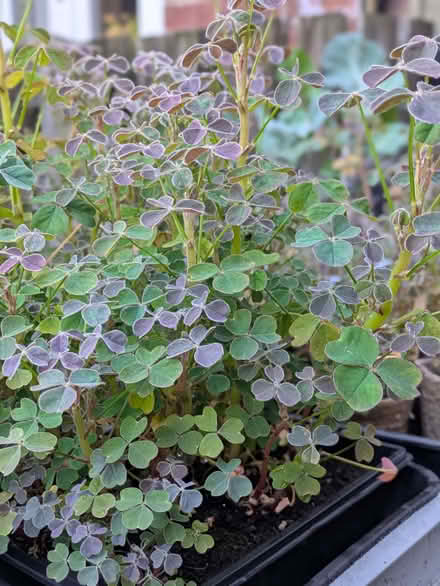 Photo of free Oca (Oxalis tuberosa) plants (Hillsborough S6) #1