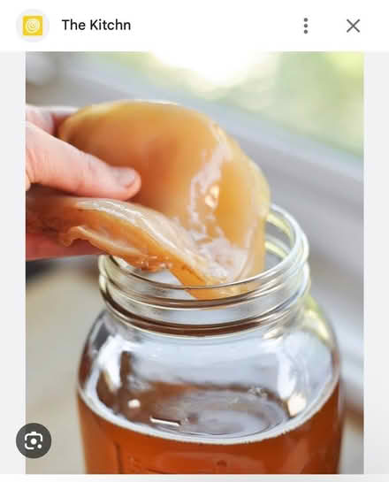 Photo of Kombucha scooby (Ward Green IP14) #1