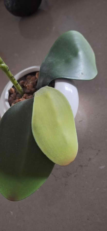 Photo of free Fake plant (TW8) #2