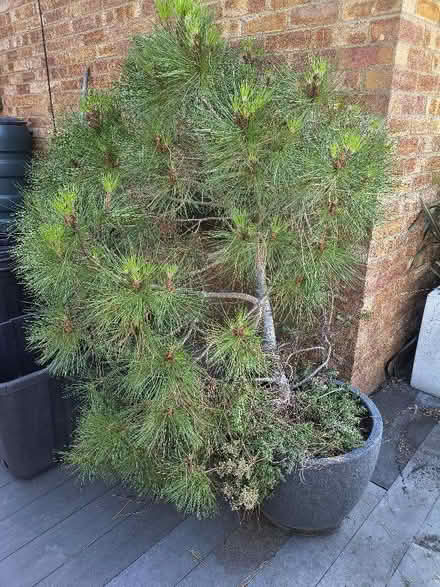 Photo of free Nice wonky pine (Brickhill MK41) #1