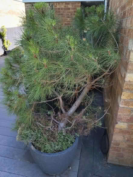 Photo of free Nice wonky pine (Brickhill MK41) #2