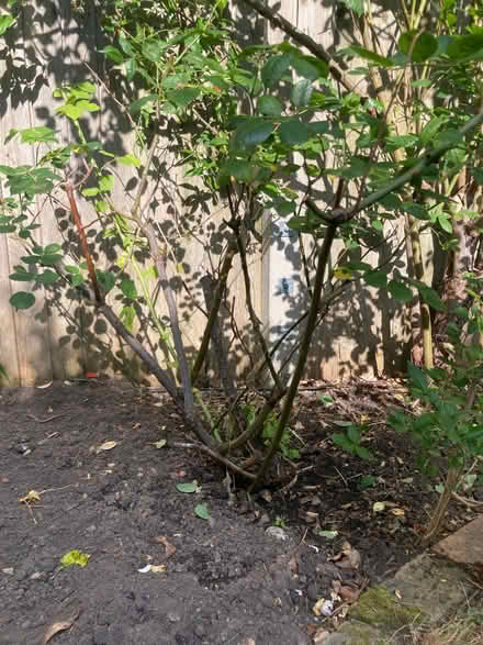 Photo of free 4 rose bushes (Harringay N4) #2