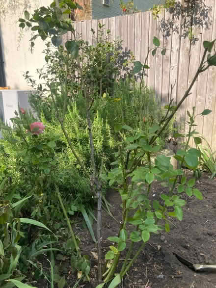 Photo of free 4 rose bushes (Harringay N4) #1