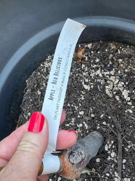 Photo of free 5 patio fruit trees (E16 Canning Town) #3
