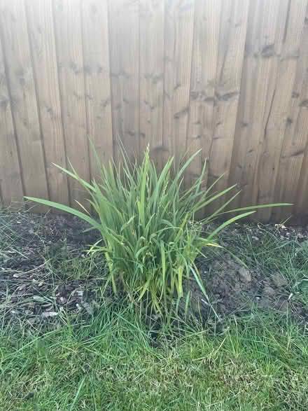 Photo of free Garden plant (Appleton) #1