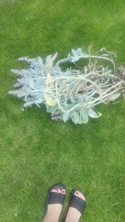 Photo of free Garden plant - lambs ears (Redford EH13) #1