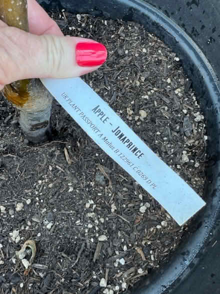 Photo of free 5 patio fruit trees (E16 Canning Town) #1