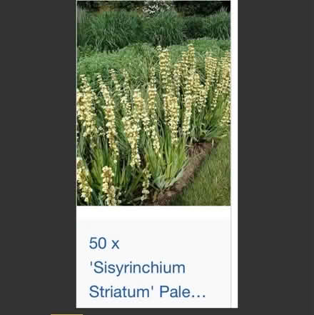 Photo of free 4 pots of this plant (Welling DA16) #2