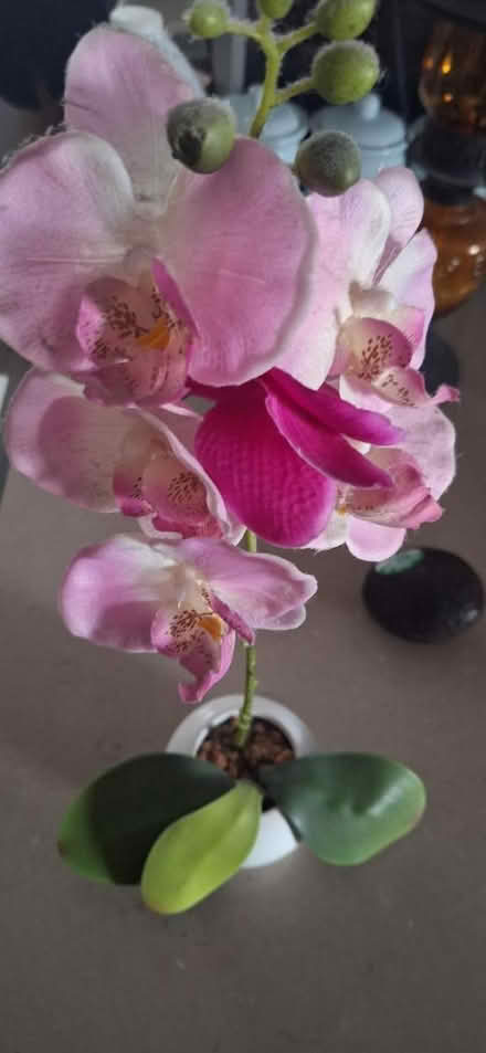 Photo of free Fake plant (TW8) #1