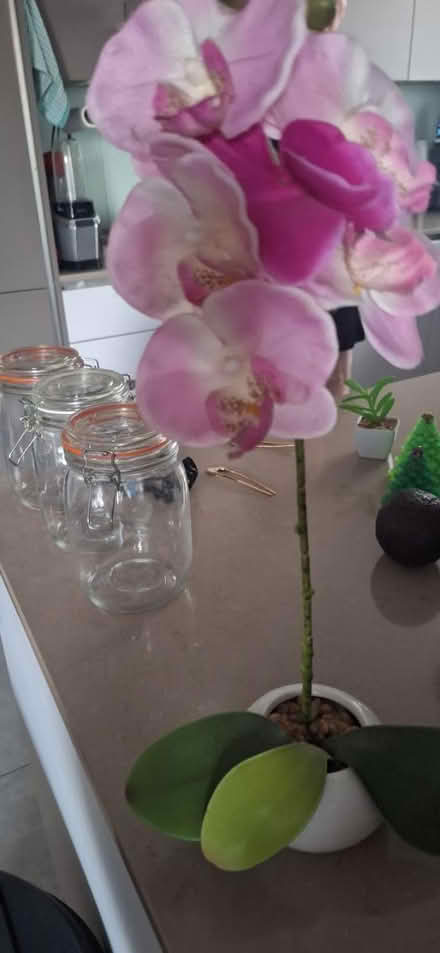 Photo of free Fake plant (TW8) #1