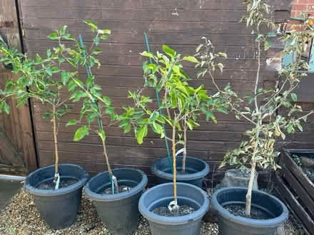 Photo of free 5 patio fruit trees (E16 Canning Town) #2