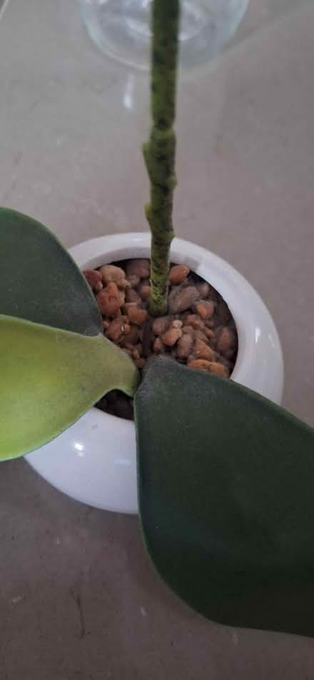 Photo of free Fake plant (TW8) #3