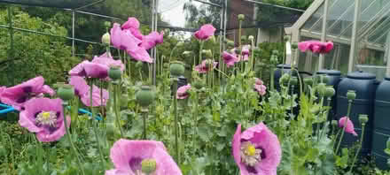 Photo of free Poppy Seeds (Kennington OX1) #1