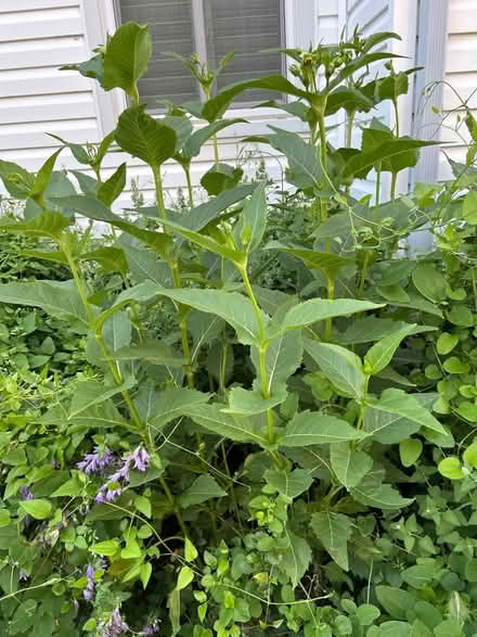 Photo of free Compass Plants (Round Lake Beach) #3