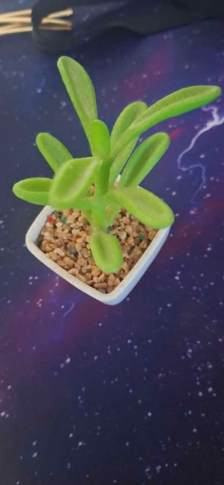 Photo of free Little fake plant (TW8) #1
