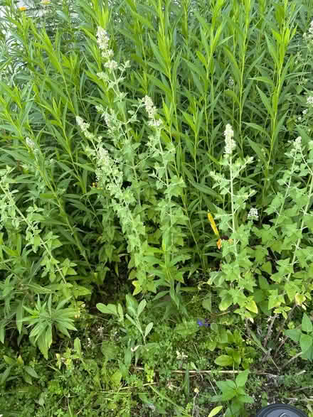 Photo of free Catnip (Round Lake Beach) #1