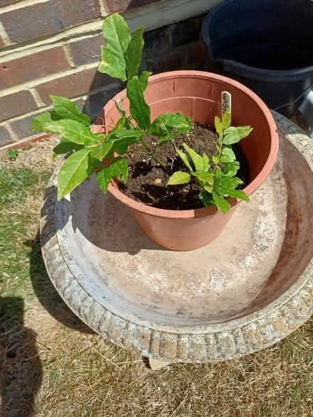 Photo of free 2 Wisteria trees recently grown from seeds. (Seaford BN25) #1