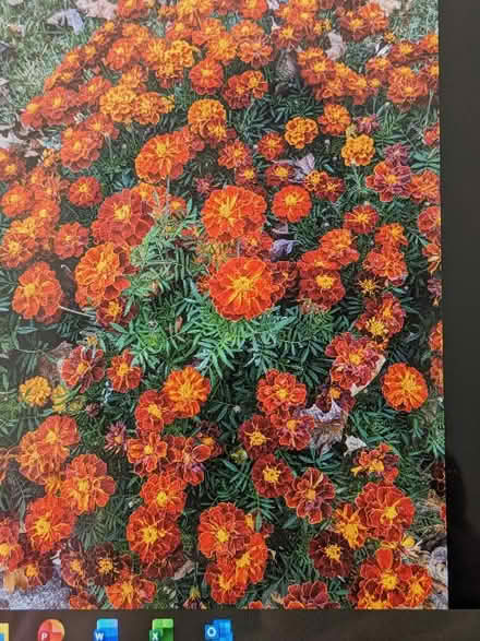 Photo of free Marigold Seeds (Belford, N.J.) #2