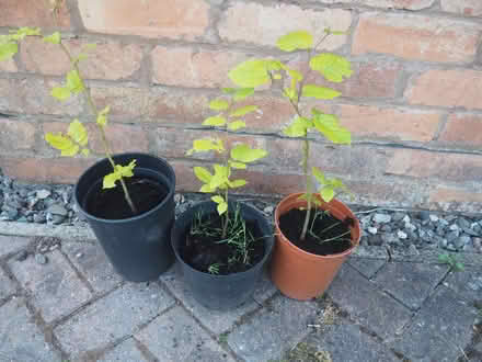 Photo of free Beech trees. (Laysters WR15) #1