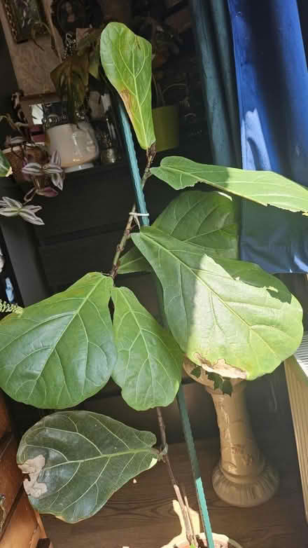 Photo of free plant (Corstophine EH4) #2