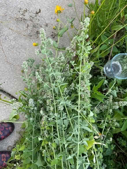 Photo of free Catnip (Round Lake Beach) #2